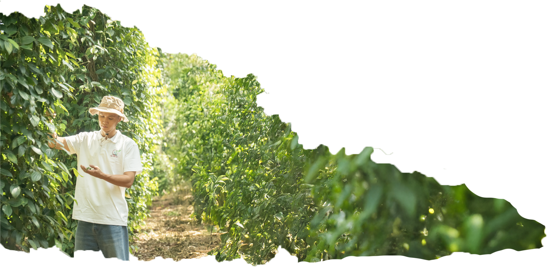 Nông sản Cao Phát